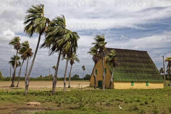 Barn with corrugated iron roof for drying tobacco leaves