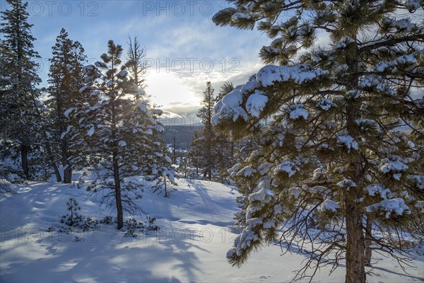 Snow covered trees inside Bryce national park