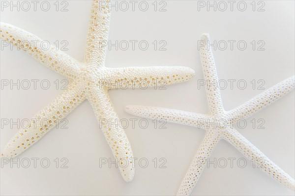 Stars of the Sea