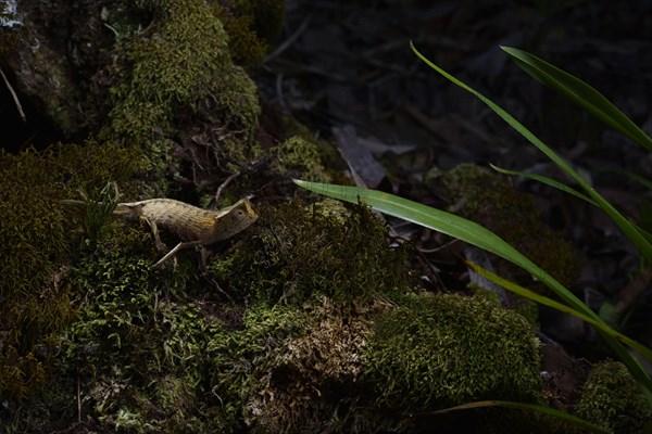 Marojejy leaf chameleon