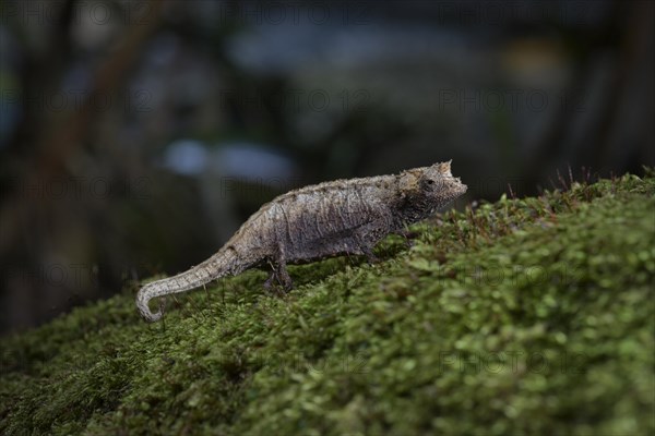 Earth chameleon of the genus