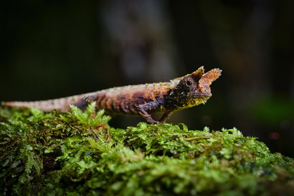 Earth chameleon male of the genus