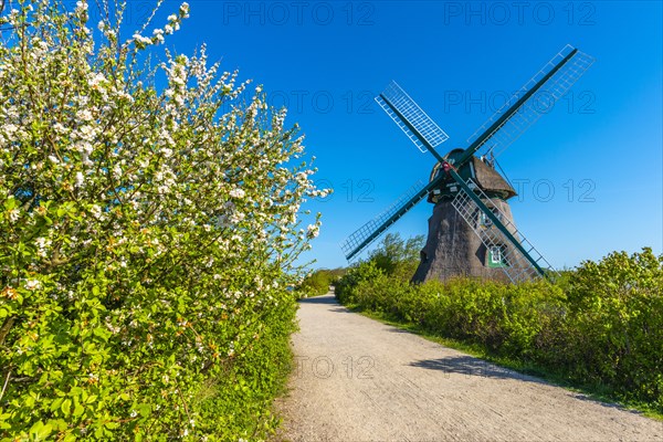 Windmill Charlotte