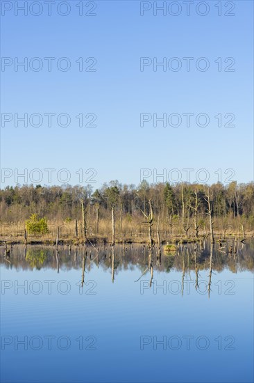 Dead trees in the Schwenninger moss