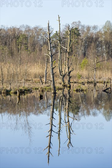 Dead trees in the Schwenninger moss