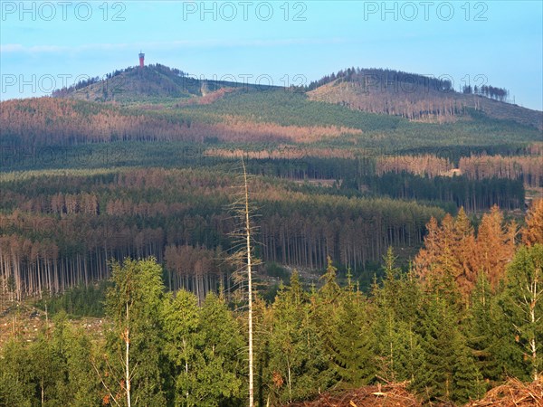 The Wurmberg and coniferous forests damaged by the bark beetle in the High Harz Mountains