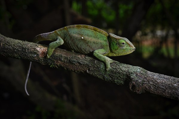 A female chameleon of the amber chamaeleon