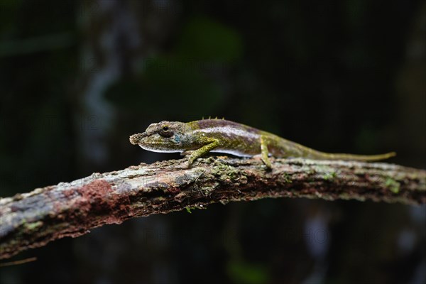 A male calumma radamanus