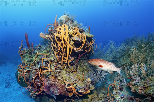 Typical Caribbean coral