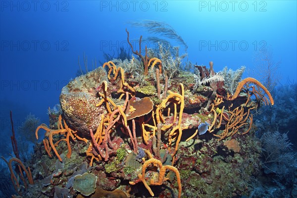 Typical Caribbean coral