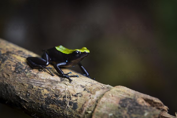 Variegated frogs of the climbing mantella