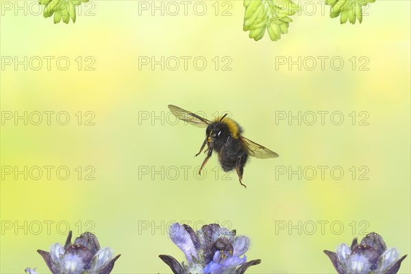 Tree bumblebee