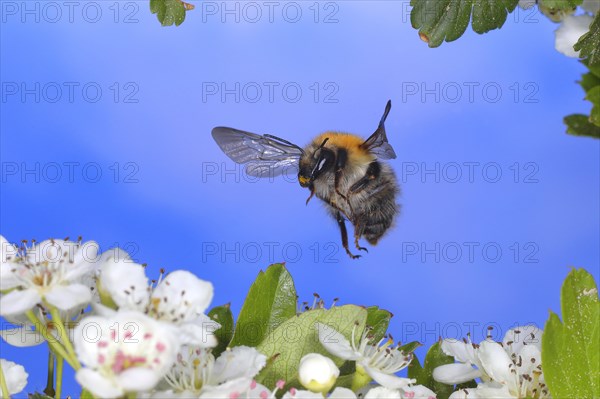 Common carder-bee