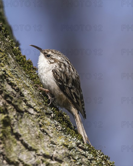 Short-toed treecreeper