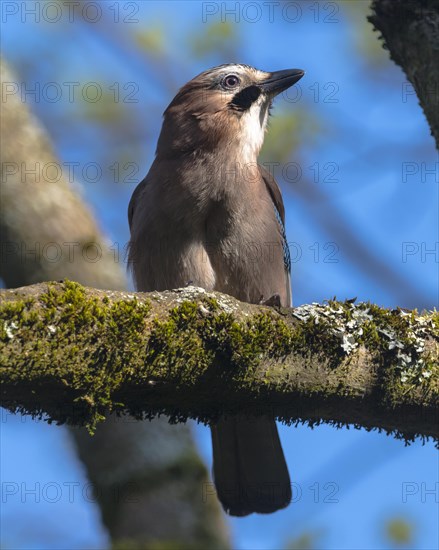 Eurasian Jay on branch with moss and lichen
