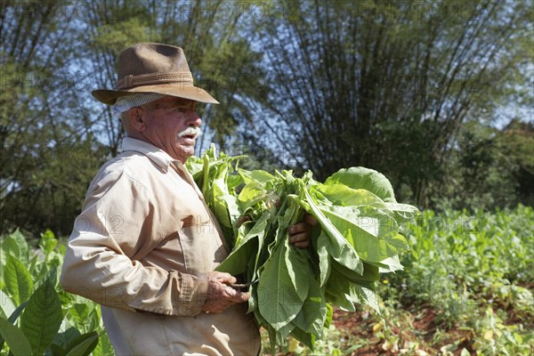 Tobacco farmer with hat picking tobacco leaves in field