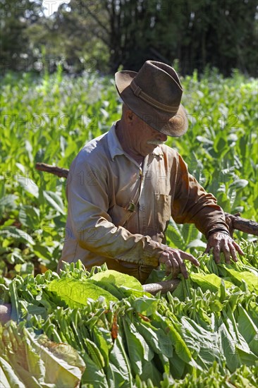 Tobacco farmer hangs tobacco leaves on wooden rack to dry