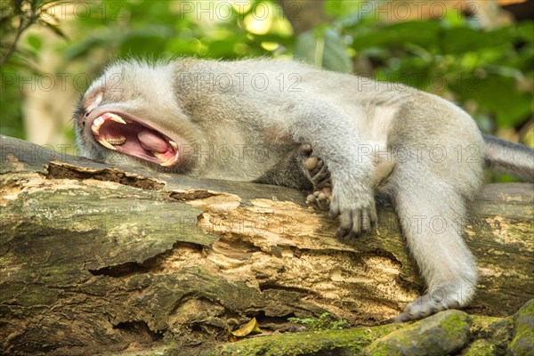 A long tailed macaque inside Ubud sacred monkey forest