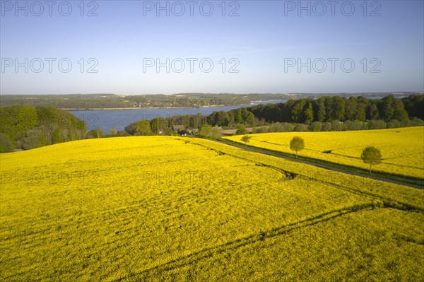 Rape in full bloom on large fields near Lake Ratzeburg