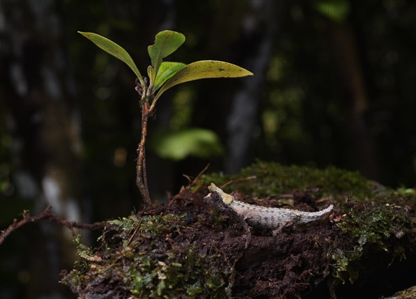 Earth chameleon of the genus