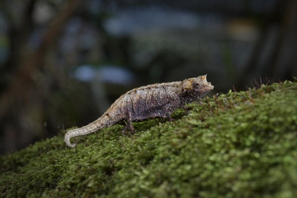 Earth chameleon of the genus