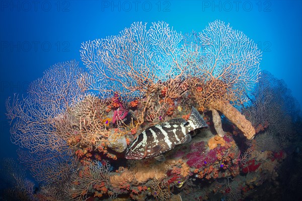 Nassau grouper