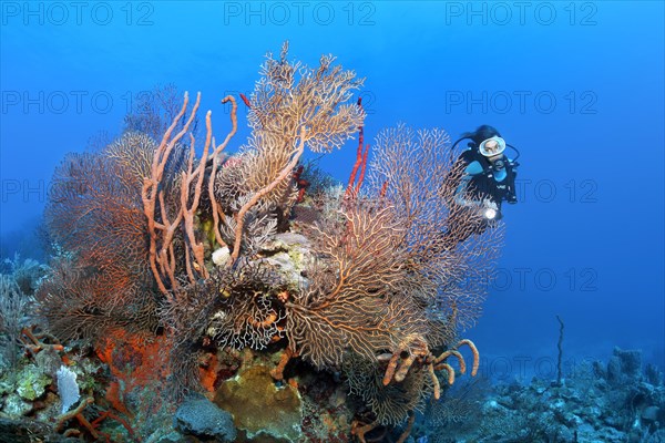 Diver looking at coral block with deep sea black sea fan