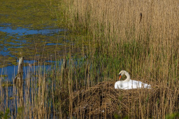 Swan