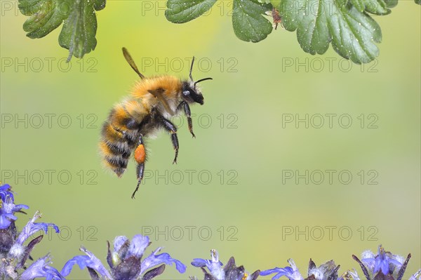 Common carder-bee