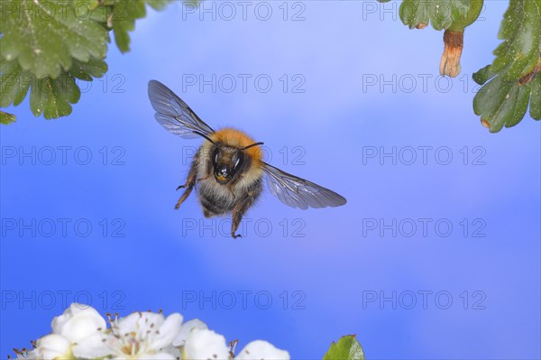 Common carder-bee