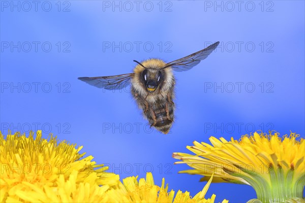 Common carder-bee