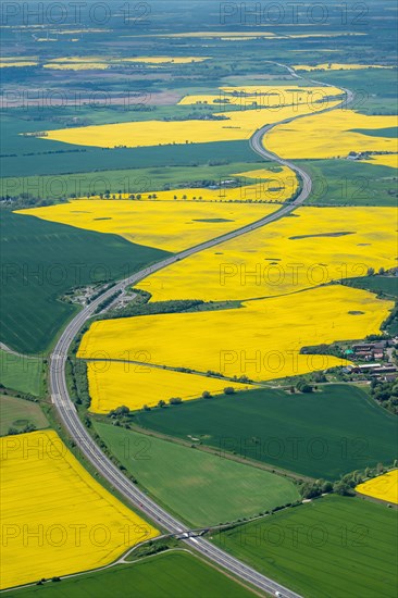 Yellow rape fields