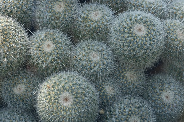 Twin spined cactus