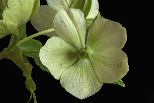 Flower of a christmas rose