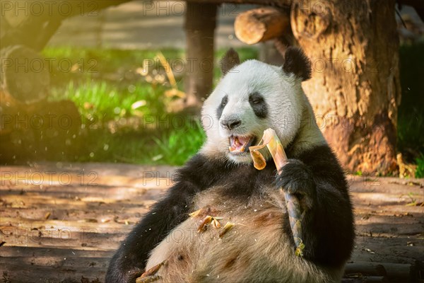 Chinese tourist symbol and attraction