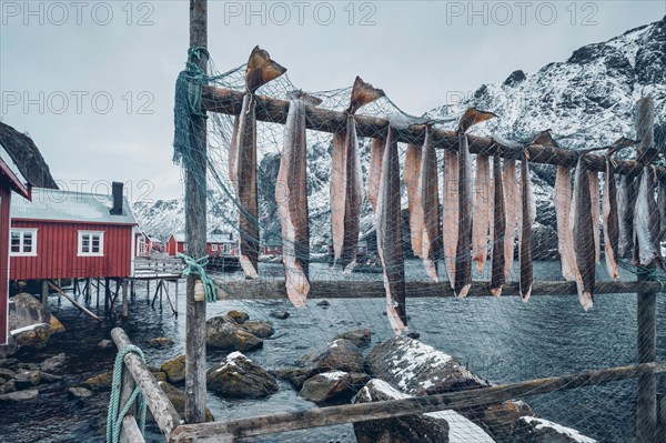 Drying stockfish cod in Nusfjord authentic traditional fishing village with traditional red rorbu houses in winter in Norwegian fjord. Lofoten islands