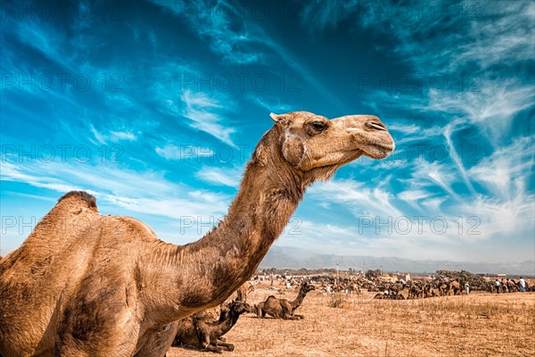 Camel at Pushkar Mela