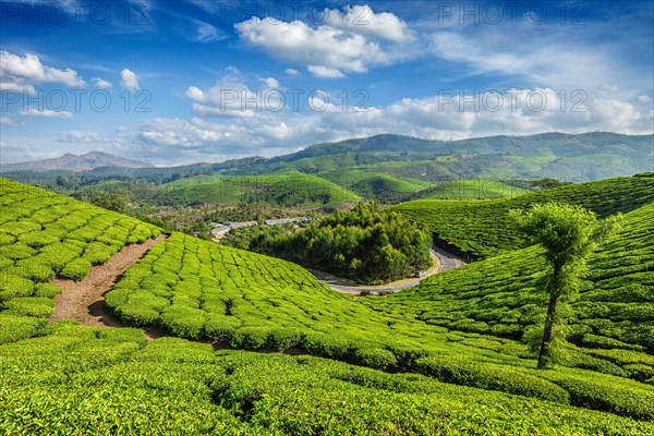 Green tea plantations in the morning