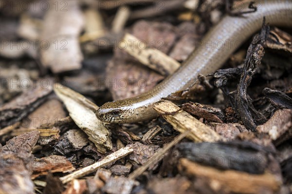 Slow worm