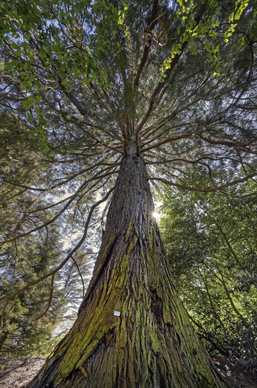 Giant sequoia