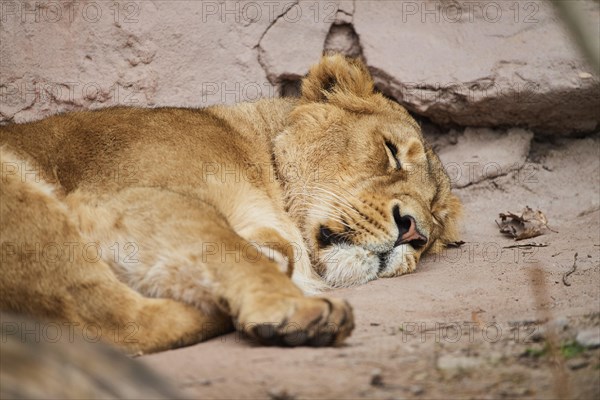 Asiatic lion