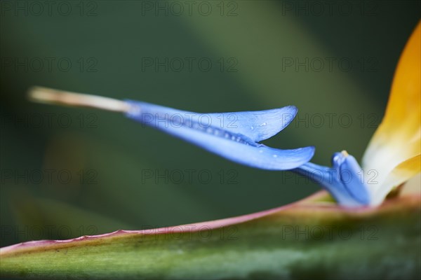 Crane flower