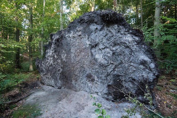 Root plate in the Darss primeval forest