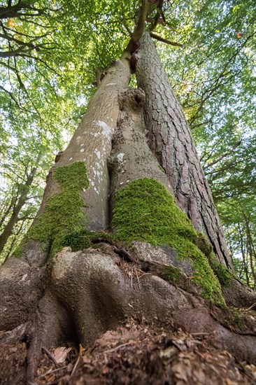 Darss primeval forest