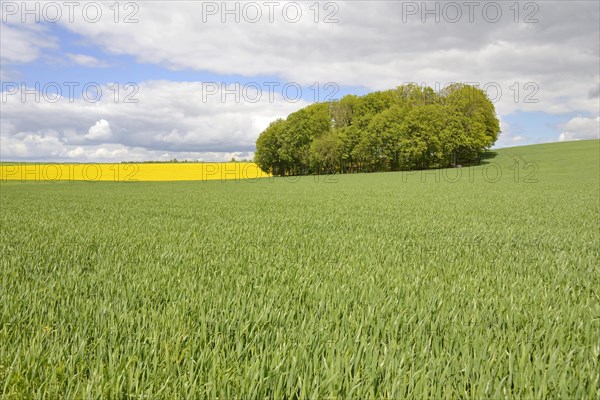 Deciduous tree grove between flowering rape