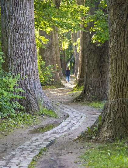 Poplar avenue natural monument on the north side of the Woehrdbad on the Danube island Oberer Woehrd