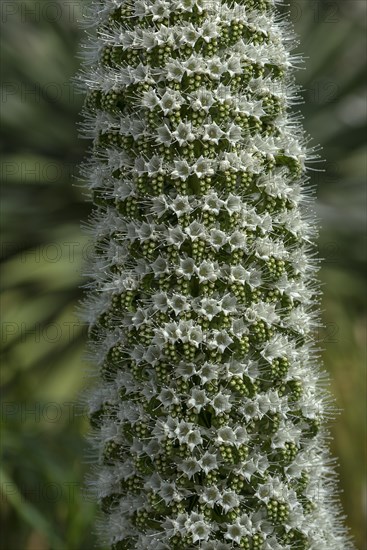 Detail of the White Anaga tower of jewels