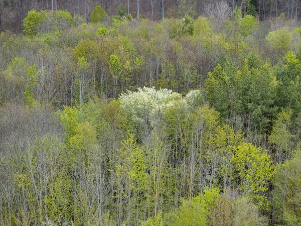 Baeume im Naturpark Schoenbuch bei Herrenberg