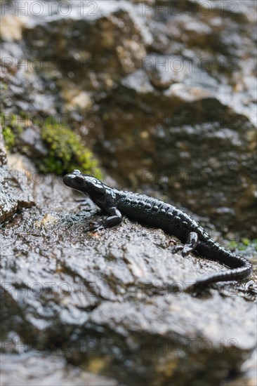 Alpine salamander