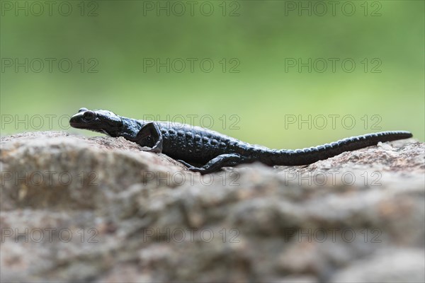 Alpine salamander